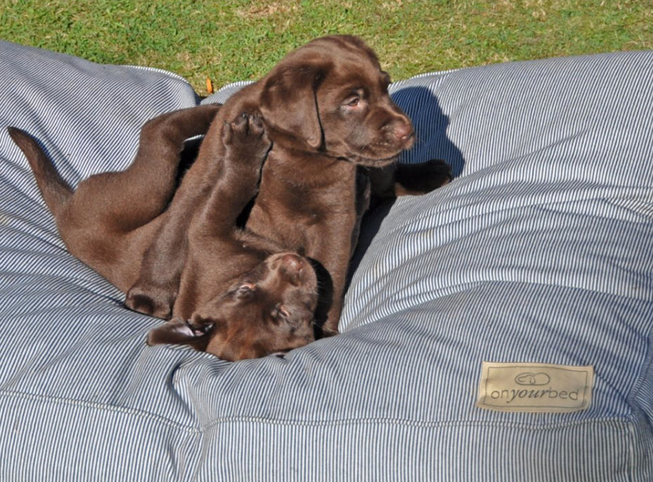 A JOY, AND BEST DOG BED THEY’VE HAD. LOOKS GOOD TOO!